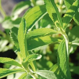 Stevia Plant Live Well Rooted Plug - 4-6 Inch Stevia Seedling Starter Plants