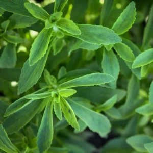 Stevia Plant Live Well Rooted Plug - 4-6 Inch Stevia Seedling Starter Plants