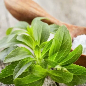 Stevia Plant Live Well Rooted Plug - 4-6 Inch Stevia Seedling Starter Plants