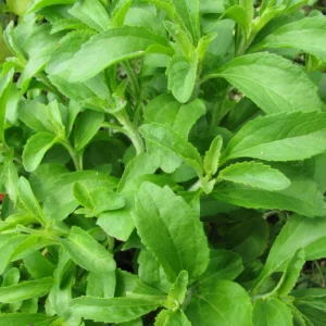 Stevia Plant Sweet Leaves Herb - 3-6 Inch Tall - Unpotted