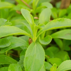 Stevia Plant Sweet Leaves Herb - 3-6 Inch Tall - Unpotted