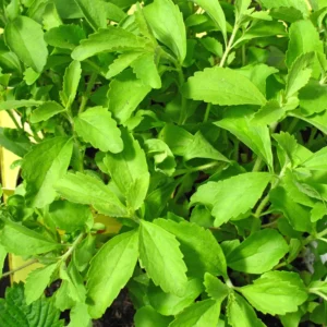 Stevia Plant Sweet Leaves Herb - 3-6 Inch Tall - Unpotted