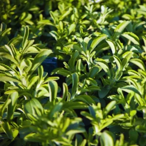 Stevia Plants Live - 2 Pack Stevia Herb Plant for Garden