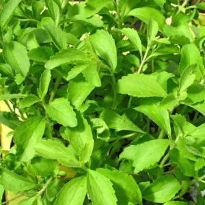 Stevia Plants Live - 2 Pack Stevia Herb Plant for Garden