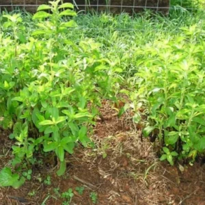 Stevia Plants Live - 2 Pack Stevia Herb Plant for Garden