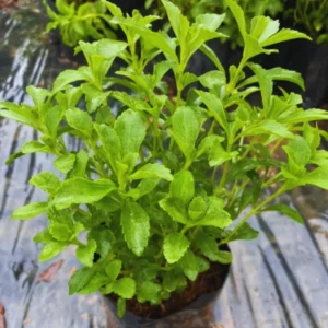 Stevia Plants Live Set of 2 - 4 Inch Herb Garden Plant