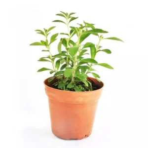 Stevia Plants Live Set of 2 - 4 Inch Herb Garden Plant