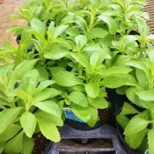 Stevia Plants Live Set of 2 - 4 Inch Herb Garden Plant