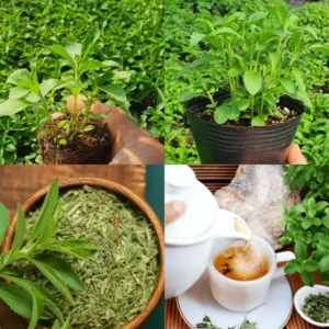 Stevia Plants Live Set of 2 - 4 Inch Herb Garden Plant