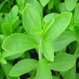 Stevia Plants Live Set of 2 - 4 Inch Herb Garden Plant