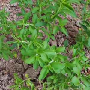 Stevia Plants Live Set of 2 - 4 Inch Herb Garden Plant