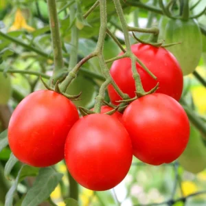 Stupice Tomato Plant - Vegetable Plant - 2.5 Inch Pot - Garden Ready