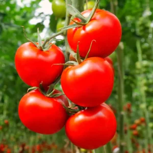 Stupice Tomato Plant - Vegetable Plant - 2.5 Inch Pot - Garden Ready