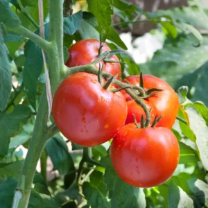Stupice Tomato Plant - Vegetable Plant - 2.5 Inch Pot - Garden Ready