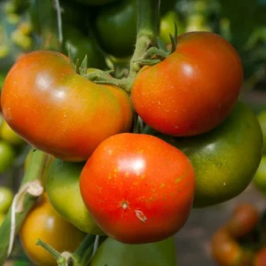 Stupice Tomato Plant - Vegetable Plant - 2.5 Inch Pot - Garden Ready