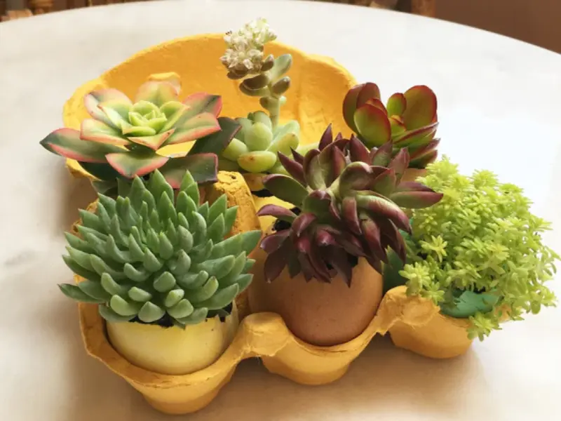 Succulent Easter Egg Set