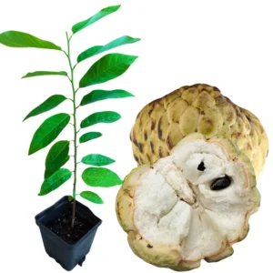 Sugar Apple Tree Live Plant - 8-12 Inch Potted Annona Squamosa Starter