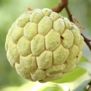 Sugar Apple Tree Live Plant - 8-12 Inch Potted Annona Squamosa Starter
