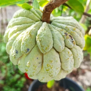 Sugar Apple Tree Live Plant - 8-12 Inch Potted Annona Squamosa Starter
