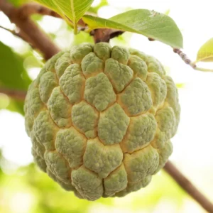 Sugar Apple Tree Live Plant - 8-12 Inch Potted Annona Squamosa Starter
