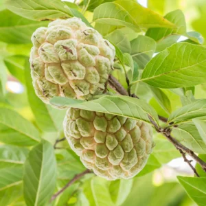 Sugar Apple Tree Seeds - Annona Squamosa - Tropical Fruit Growing