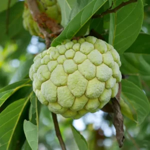 Sugar Apple Tree Seeds - Annona Squamosa - Tropical Fruit Growing