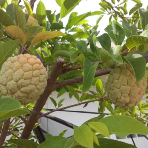 Sugar Apple Tree Seeds - Annona Squamosa - Tropical Fruit Growing