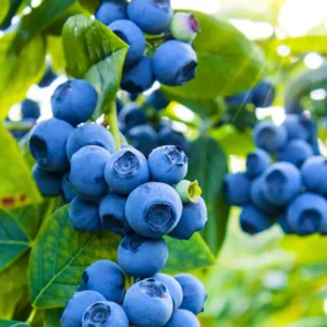 Sunshine Blueberry Bushes Live Plant Set of 2 5-9 Inches Tall Blueberries