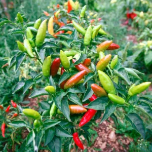 Super Chili Pepper Plant - Vegetable Plant 2.5 Inch Pot