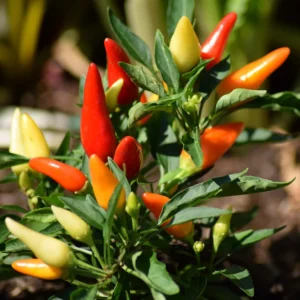 Super Chili Pepper Plant - Vegetable Plant 2.5 Inch Pot