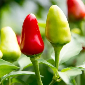 Super Chili Pepper Plant - Vegetable Plant 2.5 Inch Pot
