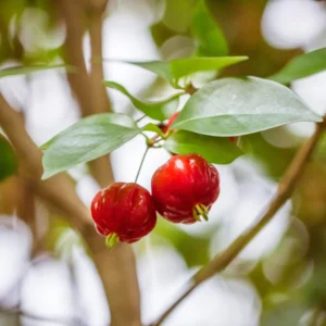 Surinam Cherry Tree Live Plant 2-3 Feet Tall Outdoor Cherries Plant