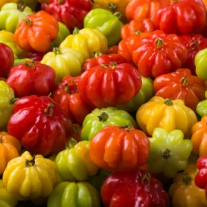 Surinam Cherry Tree Live Plant 2-3 Feet Tall Outdoor Cherries Plant