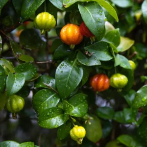 Surinam Cherry Tree Live Plant 2-3 Feet Tall Outdoor Cherries Plant