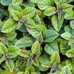 Swedish Ivy Plants - 4 Potted Purple Plectranthus - Live House Plants