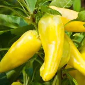 Sweet Banana Pepper Plant - Vegetable Plant - 2.5 Inch Pot - Garden Ready