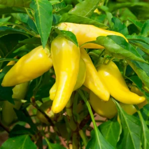 Sweet Banana Pepper Plant - Vegetable Plant - 2.5 Inch Pot - Garden Ready