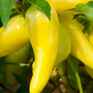 Sweet Banana Pepper Plant - Vegetable Plant - 2.5 Inch Pot - Garden Ready