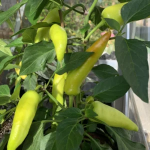 Sweet Banana Pepper Plant - Vegetable Plant - 2.5 Inch Pot - Garden Ready