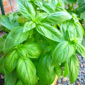 Sweet Basil Plants Live - 4 Pack Large Leaf Basil Herb Plant Indoors Outdoors