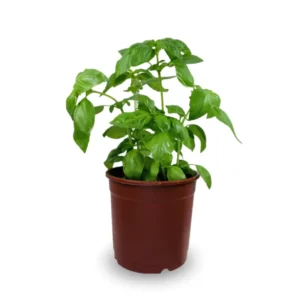 Sweet Basil Plants Live - 4 Pack Large Leaf Basil Herb Plant Indoors Outdoors