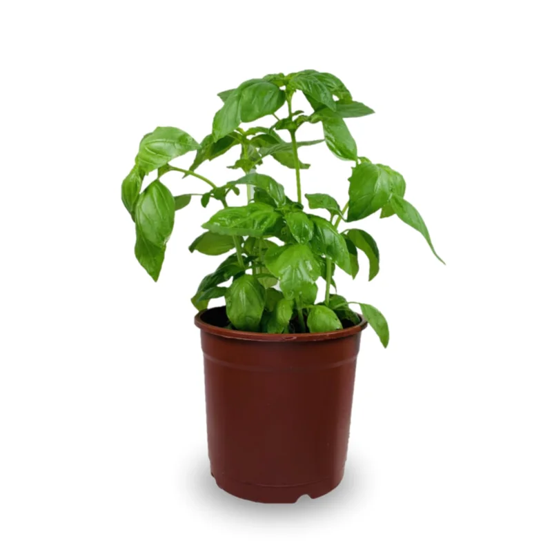 Sweet Basil Plants Live - 4 Pack Large Leaf Basil Herb Plant Indoors Outdoors