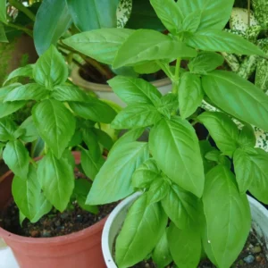 Sweet Basil Plants Live - 4 Pack Large Leaf Basil Herb Plant Indoors Outdoors