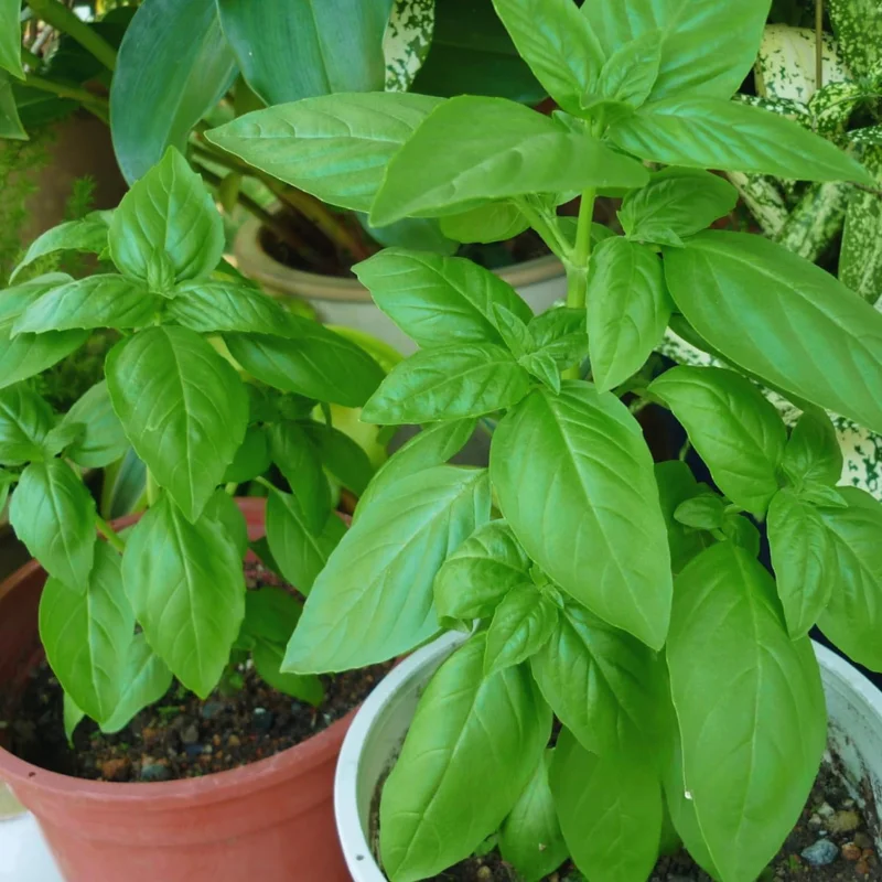 Sweet Basil Plants Live - 4 Pack Large Leaf Basil Herb Plant Indoors Outdoors