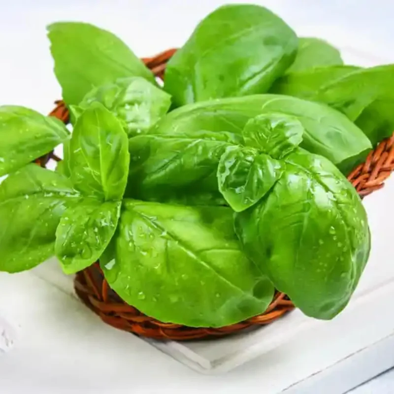 Sweet Basil Plants Live - 4 Pack Large Leaf Basil Herb Plant Indoors Outdoors