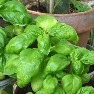 Sweet Basil Plants Live - 4 Pack Large Leaf Basil Herb Plant Indoors Outdoors