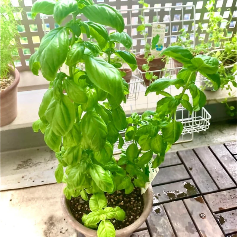 Sweet Basil Plants Live - 4 Pack Large Leaf Basil Herb Plant Indoors Outdoors