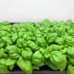 Sweet Basil Plants Live - 4 Pack Large Leaf Basil Herb Plant Indoors Outdoors