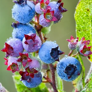 Sweet Blueberry Plant - Live Blueberry Bush 2-3 Ft - Garden Ready