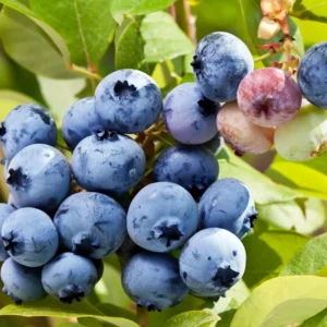 Sweet Blueberry Plant - Live Blueberry Bush 2-3 Ft - Garden Ready